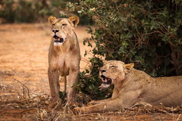 Lion and lioness in savana during safari tour in Tsavo Park, Kenya - 729840518