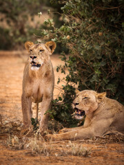 Lion and lioness in savana during safari tour in Tsavo Park, Kenya - 729840522