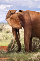 Elephant in savana during safari tour in Tsavo Park, Kenya - 729841102