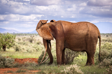 Elephant in savana during safari tour in Tsavo Park, Kenya - 729841180