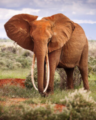Elephant in savana during safari tour in Tsavo Park, Kenya - 729841196