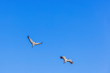 Beautiful flying cranes on a blue sky