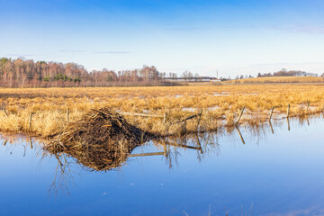 Wet meadow landscape by a canal and a Beaver lodge at spring
