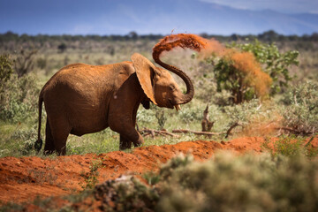 Elephant in savana during safari tour in Tsavo Park, Kenya - 729841346