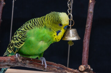Green budgie plays with a bell and rings the bell. Isolated on black background