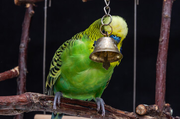 Green budgie plays with a bell and rings the bell. Isolated on black background