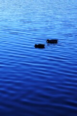 Fototapeta premium 青の世界