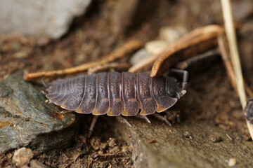 Closeup on a grey colored Ratzeburg's Woodlouse, Trachelipus ratzeburgii, sitting on the forest floor