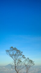 dry trees of hills with blue sky