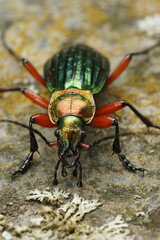 Vertical closeup on a green metallic colorful ground beetle, Carabus auronitens sitting on a stone