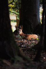 Reh im Wald