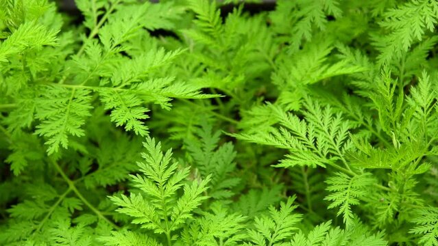 sweet Annie, TCM drug, fresh plants and blending to flowers