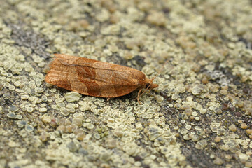 Closeup on the barred Fruit tree tortrix moth, Pandemis cerasana sitting on wood in the garden