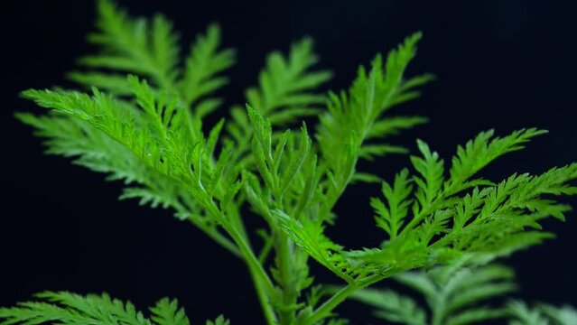 sweet Annie, TCM herb, fresh green branch and dried drug on a turn table