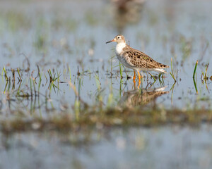 Sandpiper bird resting in the wetlands with use of selective focus