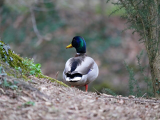 Canard col vert