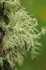 Vertical closeup on a pale colored beard lcihen, Usnea hirta, growing on a pole
