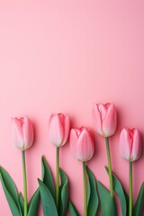 Pink tulips in row standing on a pink background