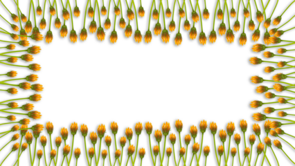 yellow flower buds background isolated on transparent background, PNG, frame