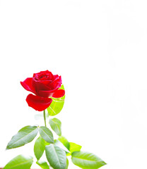 red rose isolated on white