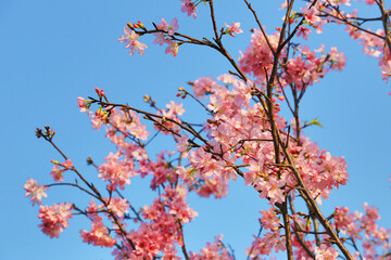a blossoms of sakura, the spring season, The Concept of Nature