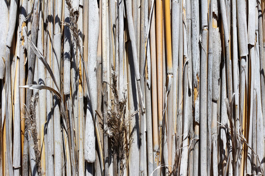 Wall made of Arundo donax, a tall perennial cane, also called giant cane, elephant grass, carrizo, arundo, Spanish cane, Colorado river reed, wild cane, and giant reed. Camargue, Arles, France.