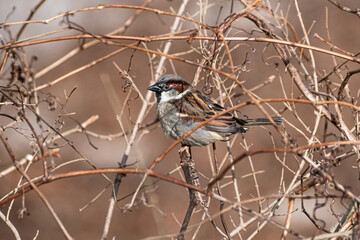 Male House Sparrow (Passer domesticus) Perched in Bush