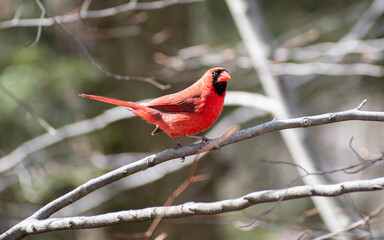 Northern Cardinal (Cardinalis cardinalis) Perching on Branch