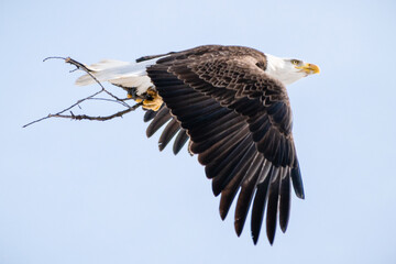 Bald Eagle (Haliaeetus leucocephalus) Flying back to Nest Clutching Sticks