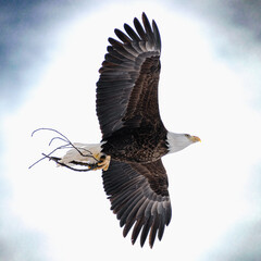 Bald Eagle (Haliaeetus leucocephalus) Soaring back to Nest with Sticks under Cloudy Sky