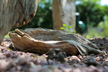 Garden decor with driftwood. Arles, France.