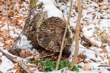 Snow Covered Mushroom Log in Winter Forest