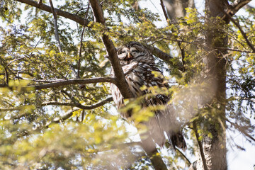 Barred Owl (Strix varia) Yawning in Hemlock Tree