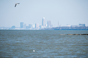 Fototapeta na wymiar Cleveland along Lake Erie Shoreline with Seagull