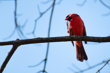 Northern Cardinal (Cardinalis cardinalis) Scratching Beak
