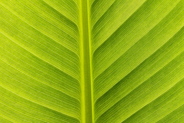 Close-up shot of the green leaf of Ravenala madagascariensis, commonly known as the traveller's tree, traveller's palm or East-West palm, from Madagascar.