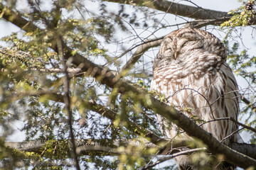 Barred Owl (Strix varia) Basking on Branch