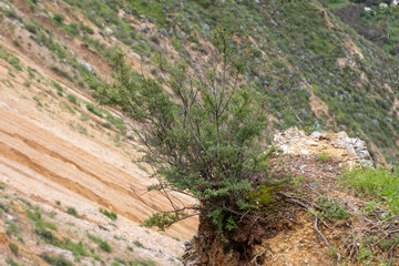 Shrub growing on the edge of a cliff in the Colca Canyon, Peru.