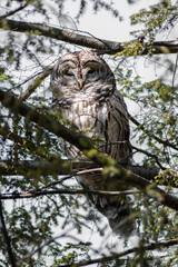 Barred Owl (Strix varia) Basking on Branch Portrait