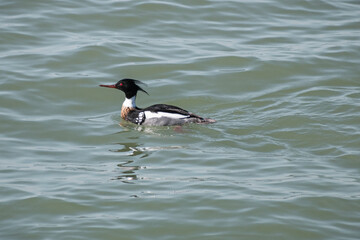 Male Red-breasted Merganser (Mergus serrator) Swimming in Lake Side Profile