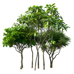 Fototapeta premium Lush, green trees with slender trunks, isolated on a white background