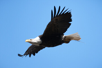 Bald Eagle (Haliaeetus leucocephalus) Soaring in Blue Sky