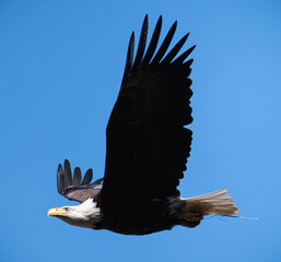 Bald Eagle (Haliaeetus leucocephalus) Soaring through Blue Sky