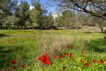 Flowering of anemones and cycads in the Negev in Israel © pokku