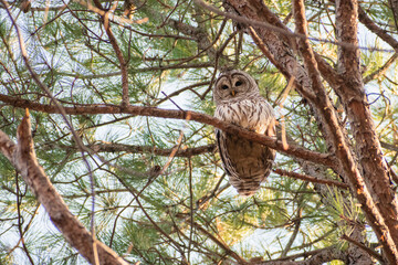 Barred Owl (Strix varia) Looking Down from Tree