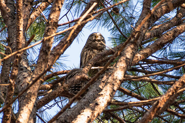 Barred Owls (Strix varia) in Large Pine Tree
