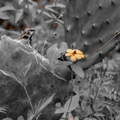 Selected color vegetal composition. Yellow flower with a black cactus as a background. Colca Canyon, Peru.