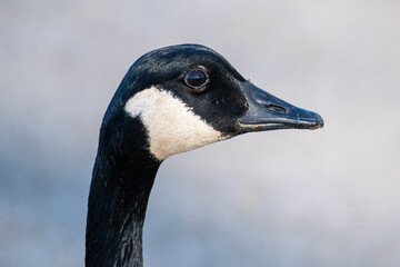 Close Up of Canada Goose (Branta Canadensis) Close Up of Face with Blue Background