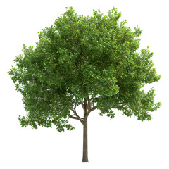 Lush, green tree with a sturdy trunk, surrounded by vibrant grass, isolated on a white background