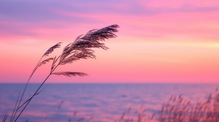Fototapeta na wymiar Tranquil Twilight, A Silhouetted Grass Stem Bathed in Soft Pink and Purple Hues, Set Against the Calm Backdrop of a Sunset Sea.